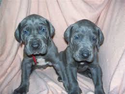 From the genetic testing of our sires and dams, to ensure that you are getting a healthy great dane puppy, to our daily socialization of our babies with our children and other animals. Blue Babies Hope To Get One Of These Soon Great Dane Puppy Great Dane Dogs Great Dane
