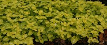 Where appropriate, wayside gardens propagates our plants vegetatively rather than from seed, to ensure. Spotted Deadnettle Lamium Maculatum Wisconsin Horticulture