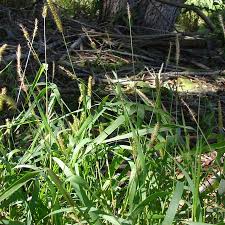 Image result for Sacciolepis africana