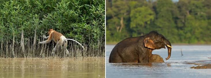 Malaysia Truly Asia - Exploring Sabah: The Best Nature and Wildlife  Adventures