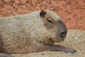 Biggest Rodent In The World Biggest Rodent Rodents Mammals