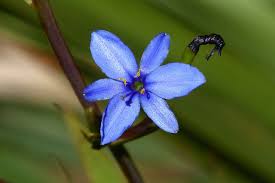 Image result for Aristea ecklonii