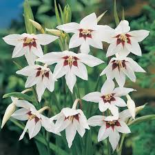 Image result for Gladiolus magnificus