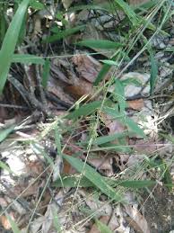 Image result for Setaria lindenbergiana