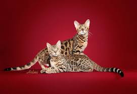 Illinois bengal cat rescue group directory. Leo S Pride Bengals Is An In Home Bengal Cattery Located In Northern Illinois We Raise Stunning Bengal Kittens From Bengal Kitten Bengal Cat Tortoise As Pets