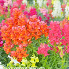 Common Snapdragon Low Growing Variety 3700 Seeds Garden Seeds Market Free Shipping