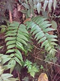 Image result for Adiantum vogelii