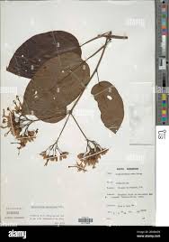 Image result for Clerodendrum umbellatum