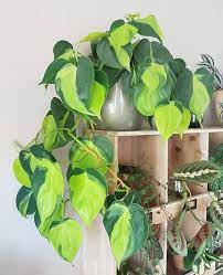 It is a lush foliage plant that holds its variegation well in low light and is one of the best indoor vine plants that bring out the ultimate jungle vibe just the way you like. 19 Best Indoor Vines Climbers You Can Grow Easily In Home