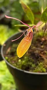 Image result for Brachycorythis lastii