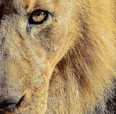 Sevilen Vahsi Hayvanlar Animal Planet Big Cats Beautiful Cats