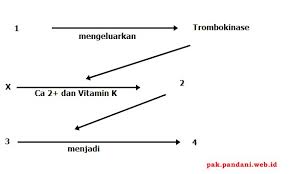 Check spelling or type a new query. Perhatikan Skema Pembekuan Darah Berikut Mekanisme Pembekuan Darah Pada Bagian Yang Ditunjuk Nomor 2 Adalah Blog Pak Pandani