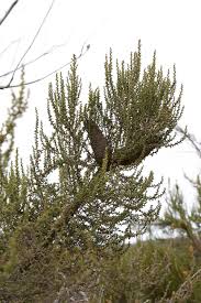 Image result for Cliffortia serpyllifolia