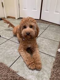 Stay update with all of the latest news, articles, puppies, and resources sierra springs australian doodles has to offer! Previous Pups United States Shaggy Doodles