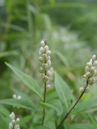 Image result for Polygala senensis