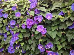 Climbing vines can create leafy bowers, but not all are suitable for the shade. Fastest Growing Creeper Plant In India Best Creeper Plants In India Creepers Plants Plants Flowering Creepers