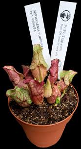 Image result for Sabicea venosa