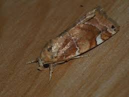 Image result for Cosmia diffinis