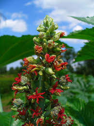 Image result for Ricinus communis