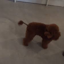 Puppy Tail Gif By Primark Find Share On Giphy Discover the magic of the internet at imgur, a community powered entertainment destination. puppy tail gif by primark find