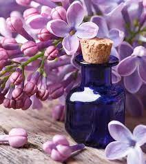 8 Amazing Benefits Of Lilac Essential Oil Lilac Essential Oil Lilac Oils Flower Skin