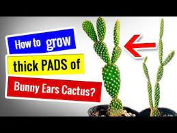 How To Fix Etiolated Bunny Ears Cactus And Grow Thick Pads Succulents For Beginners Youtube Bunny Ear Cactus Bunny Ear Cactus