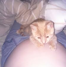 Kitten Cuddling Human Mom And Baby Inside Her Belly Since Adopted Love Meow Fotos Da Barriga De Gravidez Barriga De Gravidez Fotos De Bebes Gemeos