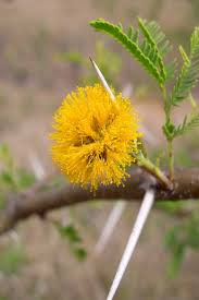 Image result for Embelia nilotica