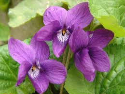 Taphrina deformans (berk.) tul., 1866, comunemente conosciuto come bolla del pesco, è un fungo che appartiene alla classe degli ascomiceti, ordine taphrinales, famiglia taphrinaceae. Piante Fiori Primaverili Da Esterni Giardino