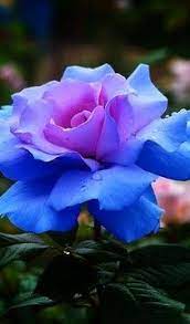 That was blue jasmine flower images hopefully useful and you like it. 31 Blue Roses Ideas Blue Roses Rose Blue Rose