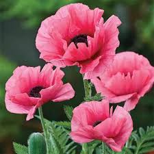 Burning Heart Oriental Poppy Jung Garden And Flower Seed Company Poppy Flower Flowers Spring Plants
