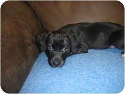 These labrador/ beagle mix puppies are family raised and love being the star of the show! Barron Wi Labrador Retriever Meet Black Lab Hound Mix A Pet For Adoption
