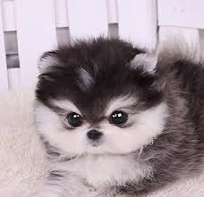 Micro Husky Teacup What Is This And Where Can I Get One Cute Animals Puppies Pets