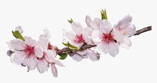 Check spelling or type a new query. Blossom Bloom Almond Blossom Flowering Twig Pink Real Cherry Blossom Pink Flower Png Transparent Png Kindpng