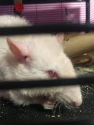 You can also find shades between a regular agouti and white, like cream or nutmeg. Cloudy Eye Rat Forum