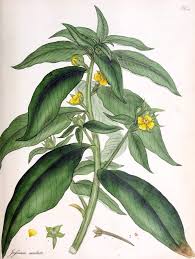 Image result for Ludwigia octovalvis