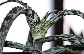 Image result for Aloe suffulta