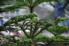 Large indoor plants garden plants norfolk pine planting flowers easy house plants container gardening plants low lights houseplants. Houseplant Of The Month Norfolk Island Pine Shady Hill Greenhouses