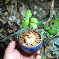 Image result for Dorstenia cuspidata