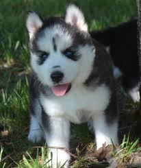 Male Blue Eyes Black And White Husky Pin On Dog