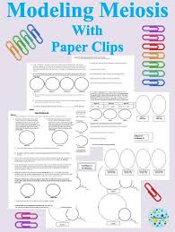 Modeling Meiosis With Paper Clips Meiosis Genetics Lesson Biology Lessons