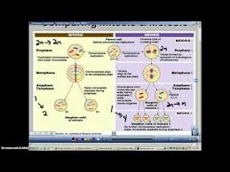 Pin On Biology 100