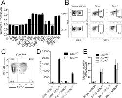 Function, proteins, disorders, pathways, orthologs, and expression. Ccr7 Is Expressed By Mature Thymic Cdc And Potentiates Their Chemotaxis Download Scientific Diagram
