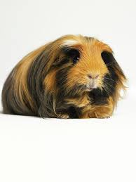 Pin On ѧnimaℓs Kihg M