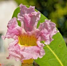 Image result for Tabebuia heterophylla