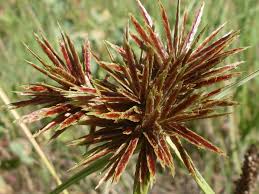 Image result for Cyperus karisimbiensis