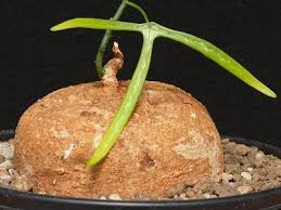 Image result for Pyrenacantha kirkii