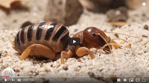 Any time you look under a rock, board, log, leaf litter or a flower pot in your garden, you will probably find a bunch of little there are also commercially available insecticidal baits designed specifically to kill pill bugs. Potato Bugs How To Prevent And Control Gardening Channel
