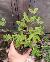 Image result for Mimosa pudica