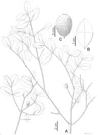 Image result for Warneckea cordiformis